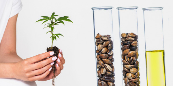 El cannabis es el ingrediente de moda en cosmética